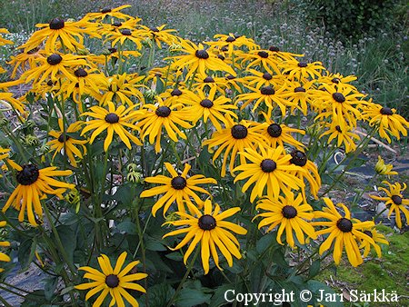 Rudbeckia fulgida var. sullivantii 'Goldsturm', s�dep�iv�nhattu
